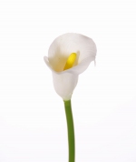 Calla lelie (Zantedeschia)  55 cm